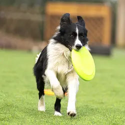 PetToys™- Rubber Flying Disc