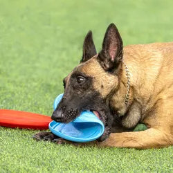 PetToys™- Rubber Flying Disc